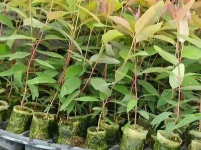 泉港涂嶺山林水源枯竭的警示 桉樹林種植與生態(tài)經(jīng)營(yíng)的反思