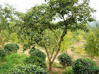 浙江山楂樹木種植經(jīng)營(yíng)指南
