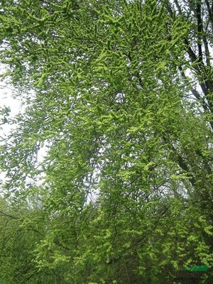 榆樹行情報(bào)價(jià)與圖片展示 種植經(jīng)營(yíng)指南