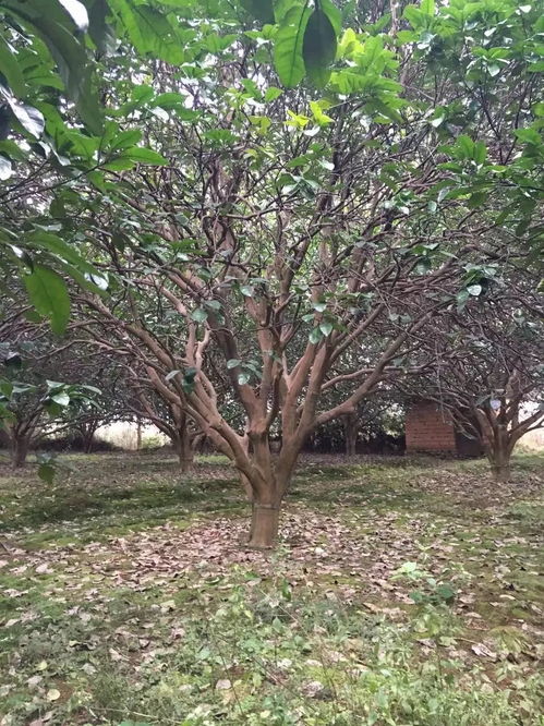 苗友苗木 目光長遠(yuǎn)，樹木種植的未來可期