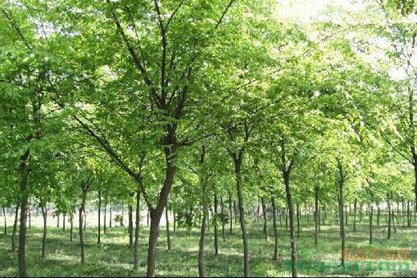 苗木種植避坑指南 拒絕跟風(fēng)，差異化才是王道