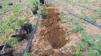 科學定植促發(fā)展 山東博山獼猴桃苗木種植如火如荼