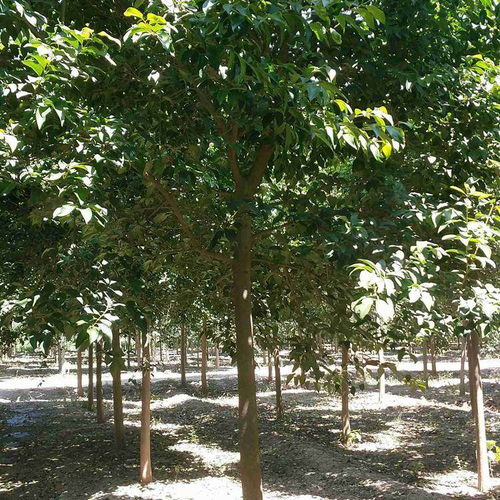 2022年無錫地區(qū)10公分國槐上車價及股份集團樹木種植分析