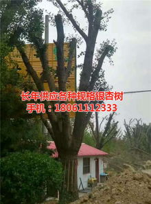 遠(yuǎn)森銀杏苗木種植專(zhuān)業(yè)合作社 深耕銀杏產(chǎn)業(yè)，從苗木到果實(shí)的全鏈條發(fā)展