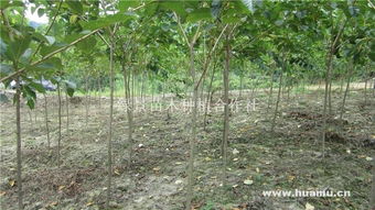 速生櫻花 綠景苗木種植合作社的樹(shù)木種植新機(jī)遇