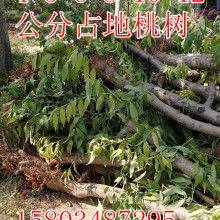 絳縣澤森苗木種植專(zhuān)業(yè)合作社 以專(zhuān)業(yè)種植助力綠色生態(tài)發(fā)展