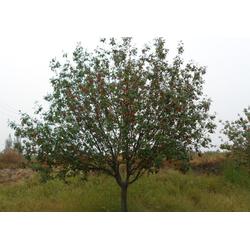 邳州市石博苗木種植專(zhuān)業(yè)合作社 專(zhuān)業(yè)樹(shù)木種植，助力生態(tài)建設(shè)與綠化發(fā)展