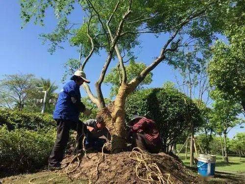 樹(shù)木移栽后的關(guān)鍵養(yǎng)護(hù)管理要點(diǎn)